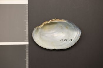 Media type: image;   Malacology 178838 Description: Preserved specimen.;
